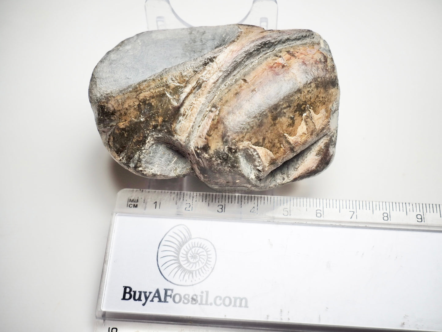 Ichthyosaur Skull Piece