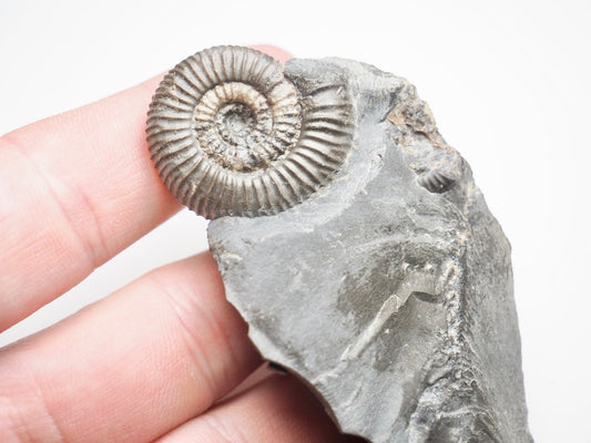 Dactylioceras Gracile