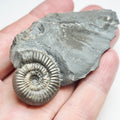 Dactylioceras Gracile Ammonite Fossil – Whitby Yorkshire Coast – Jurassic