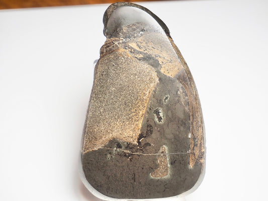 Polished Marine Reptile Bone