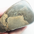 Polished Marine Reptile Bone