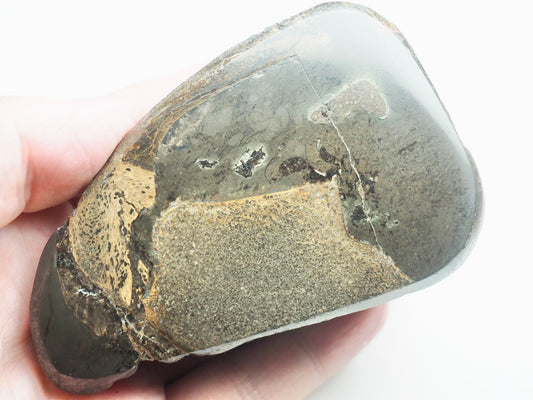 Polished Marine Reptile Bone