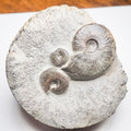 Eleganticeras Ammonite Fossil – Whitby Yorkshire Coast – Jurassic