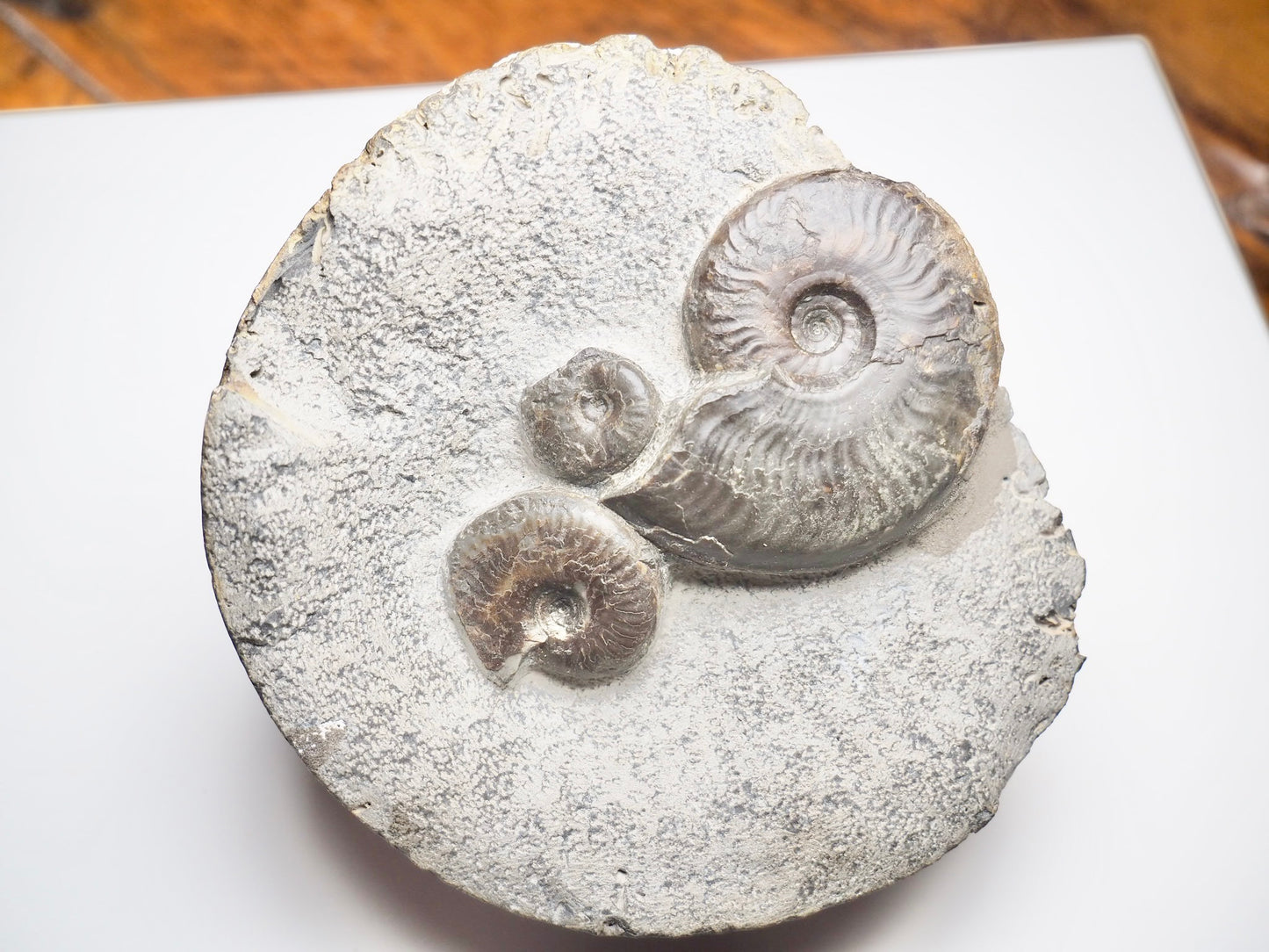 Eleganticeras Elegantulum