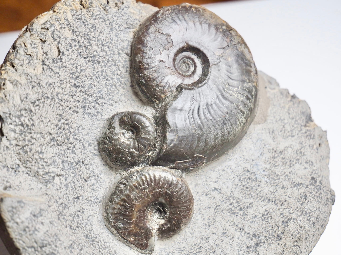 Eleganticeras Elegantulum