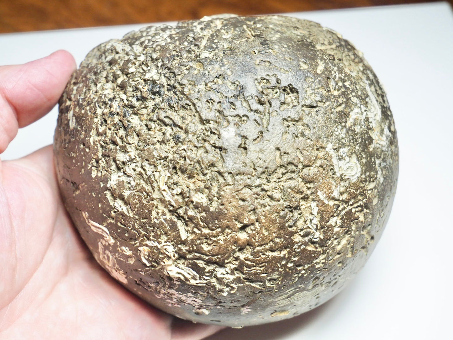 Eleganticeras Elegantulum