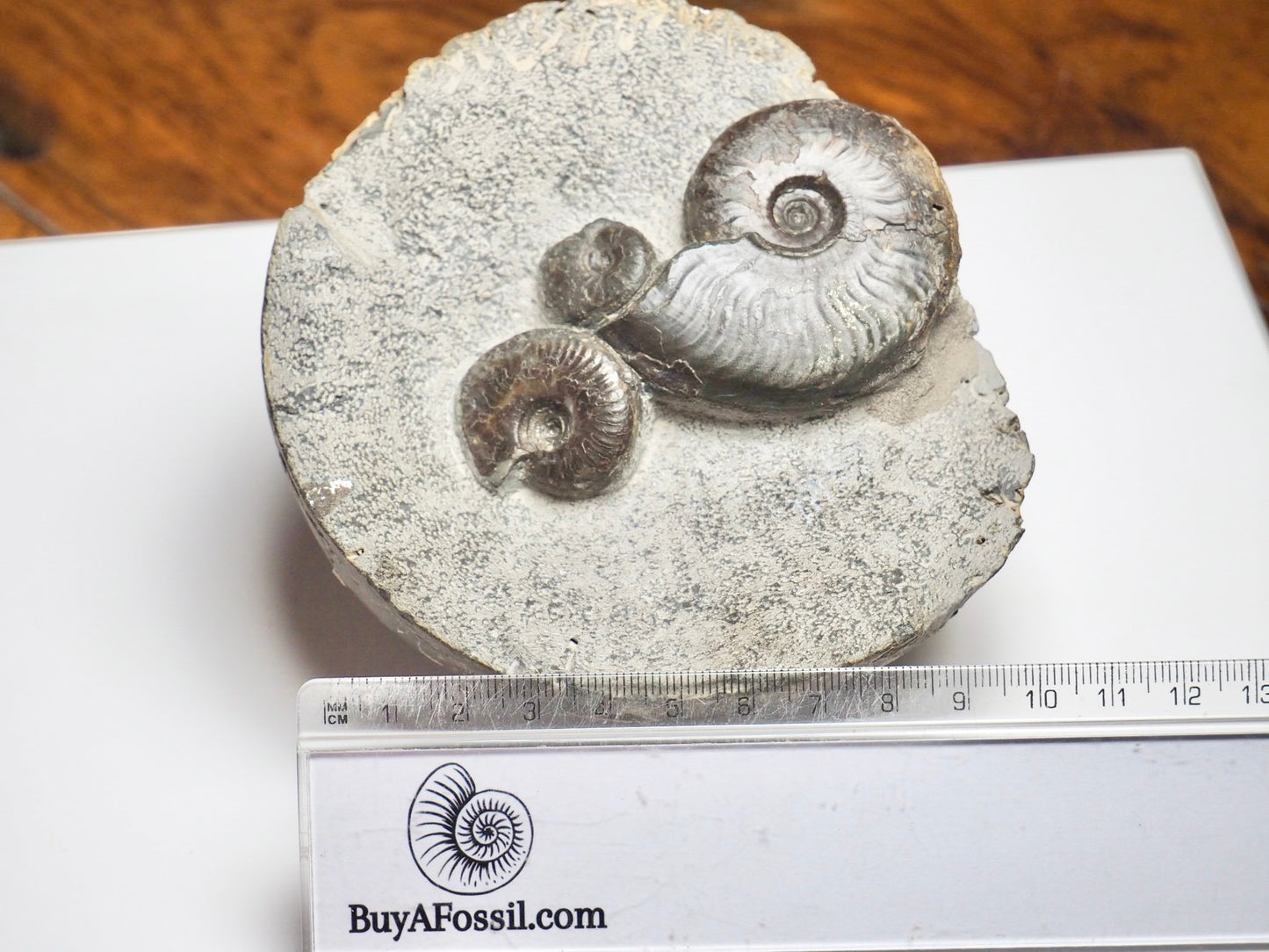 Eleganticeras Elegantulum