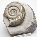 Peronoceras Ammonite Fossil – Whitby Yorkshire Coast – Jurassic