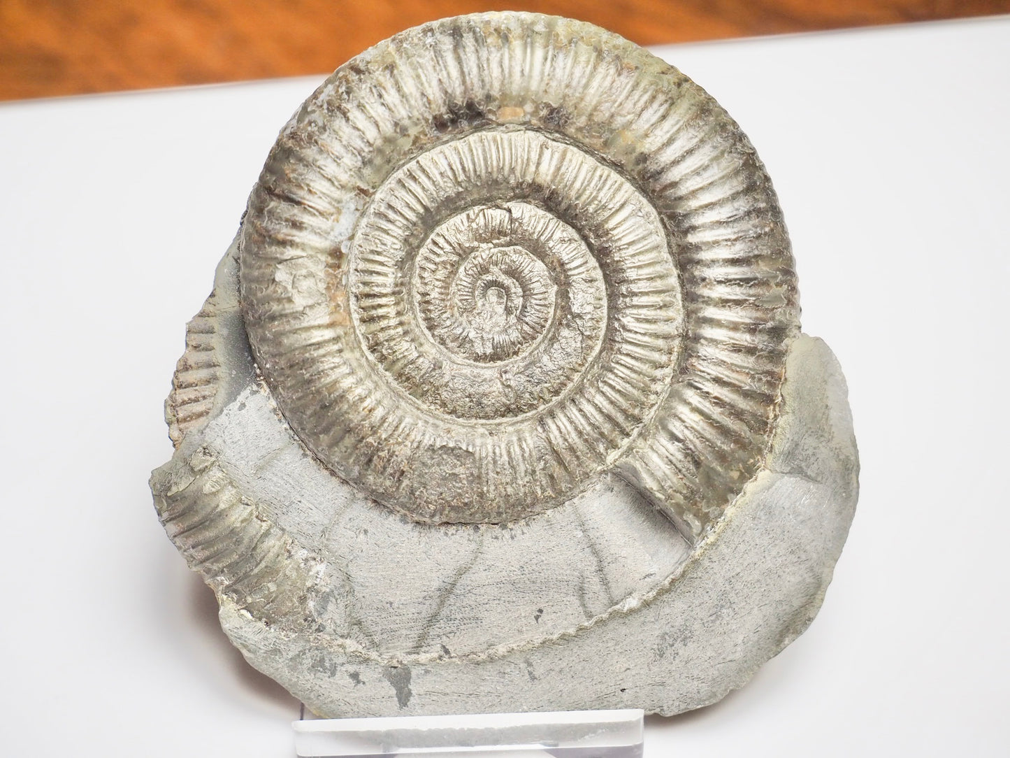 Dactylioceras