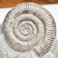 Dactylioceras Ammonite Fossil – Whitby Yorkshire Coast – Jurassic
