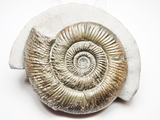 Dactylioceras Semicelatum