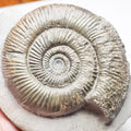 Dactylioceras Semicelatum Ammonite Fossil – Whitby Yorkshire Coast – Jurassic
