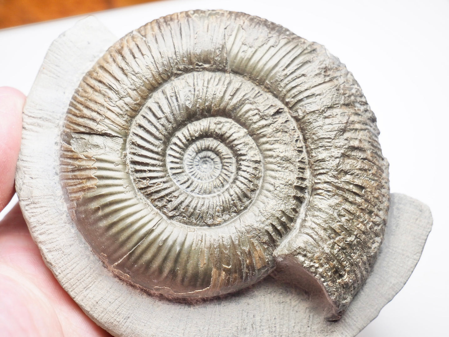 Dactylioceras Semicelatum