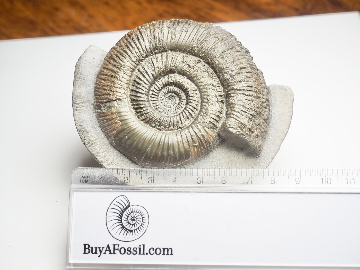 Dactylioceras Semicelatum