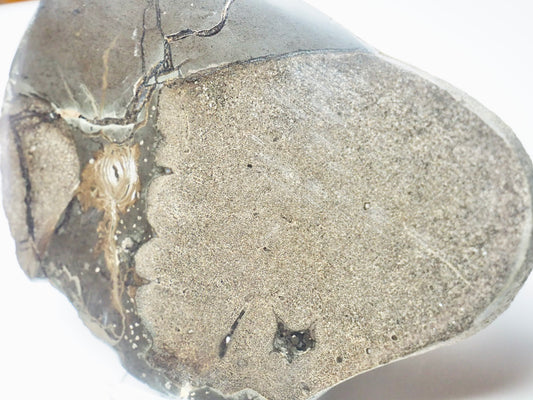 Cut & Polished Bones