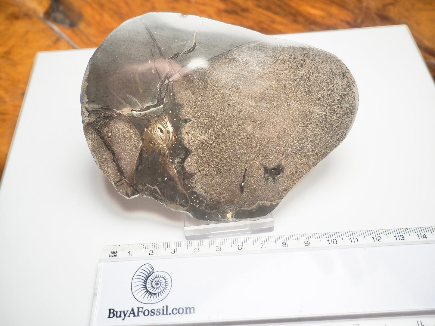 Cut & Polished Bones