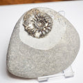 Androgynoceras Ammonite Fossil for Sale – Whitby Yorkshire Coast Jurassic