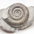 Dactylioceras