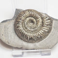 Dactylioceras Ammonite Fossil – Whitby Yorkshire Coast – Jurassic