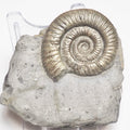Dactylioceras Ammonite Fossil – Whitby Yorkshire Coast – Jurassic