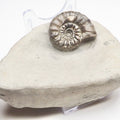 Androgynoceras Ammonite Fossil – Whitby Yorkshire Coast – Jurassic