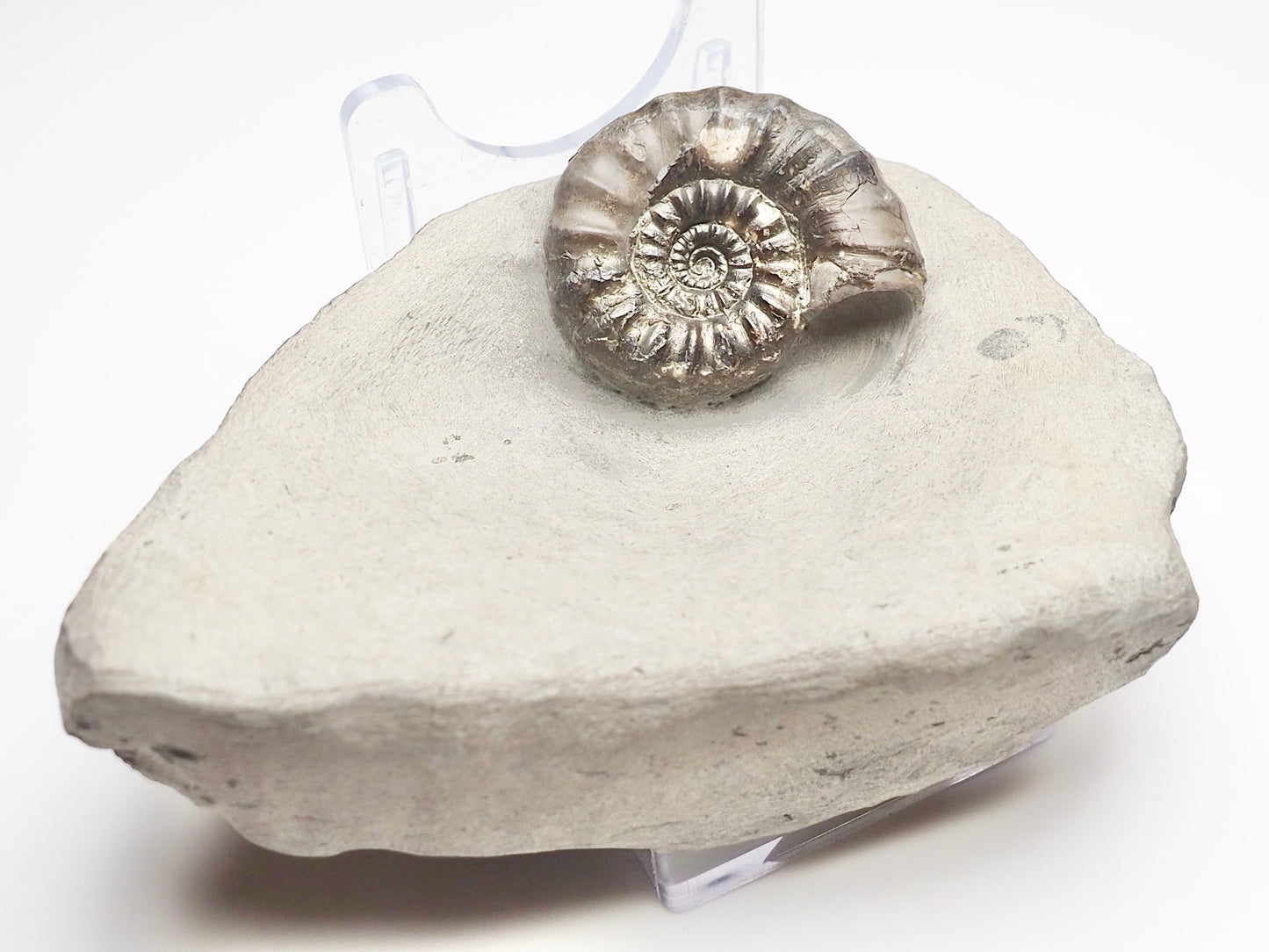 Androgynoceras Maculatum