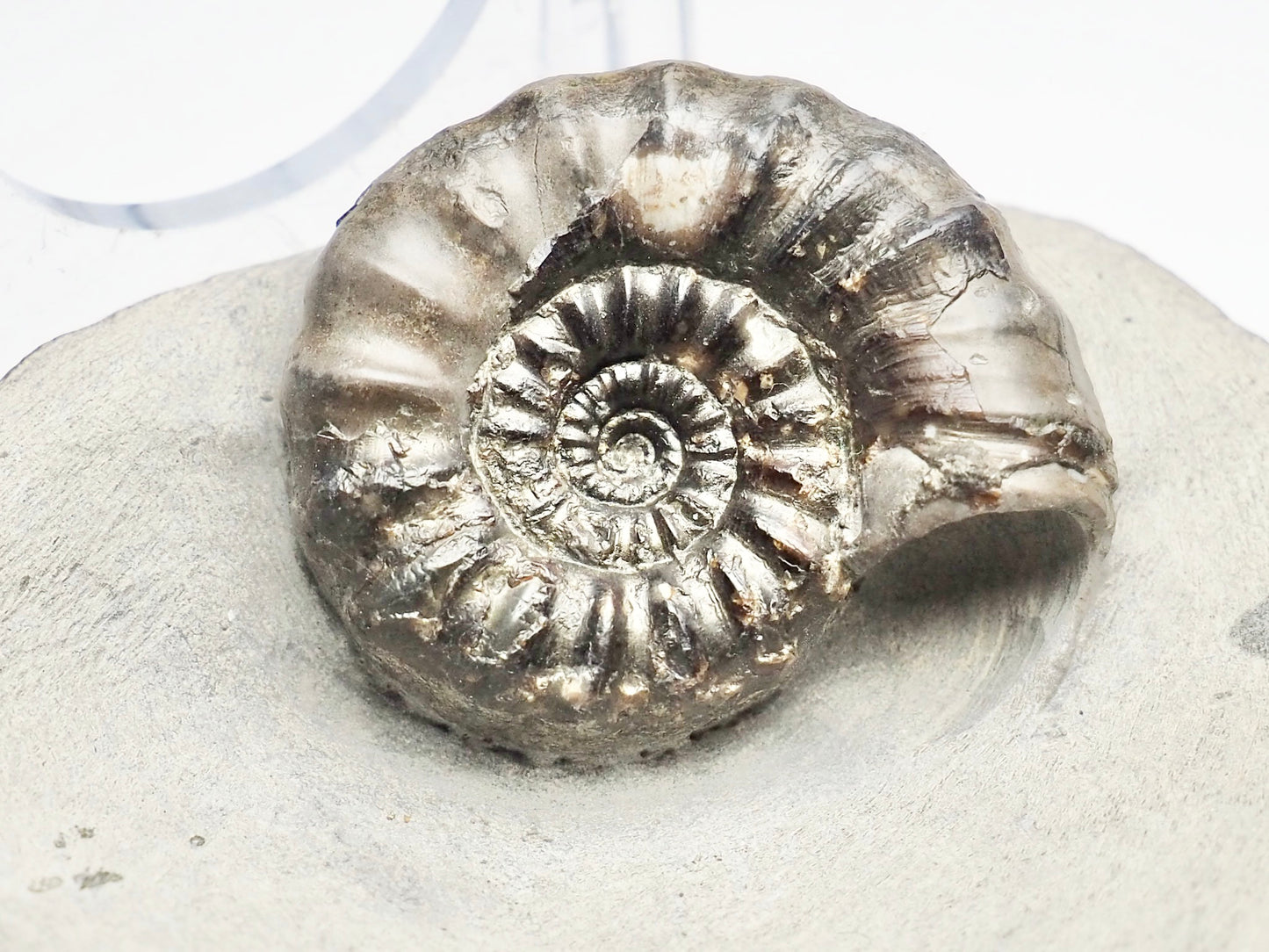 Androgynoceras Maculatum