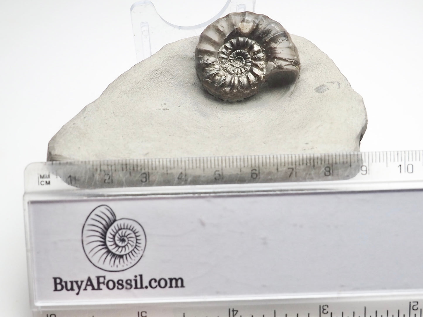 Androgynoceras Maculatum