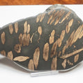 Polished Jurassic Fish Bone Gyrosteus – Whitby Yorkshire Coast – Jurassic