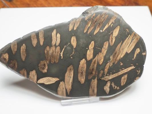 Polished Jurassic Fish Bone Gyrosteus Whitby