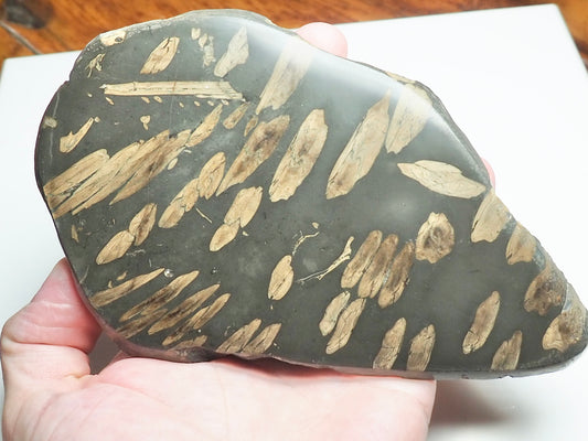 Polished Jurassic Fish Bone Gyrosteus Whitby