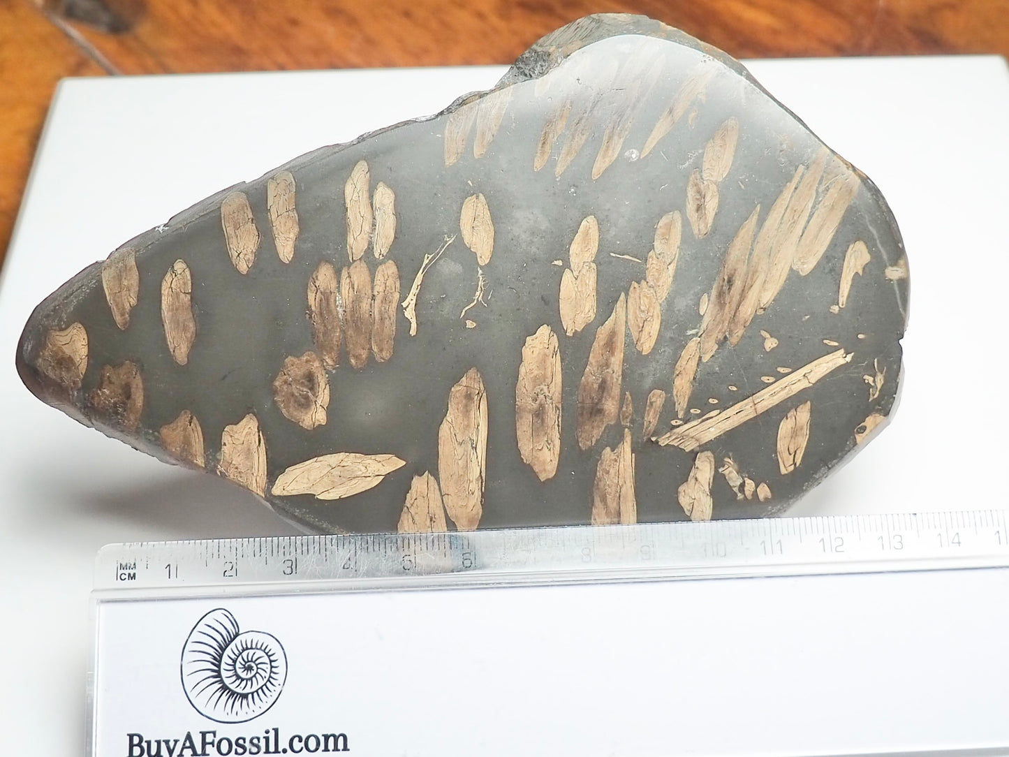 Polished Jurassic Fish Bone Gyrosteus Whitby