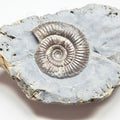 Catacoeloceras Ammonite Fossil – Whitby Yorkshire Coast – Jurassic