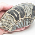 Cut & Polished Ammonite Whorl