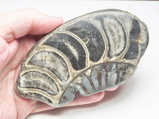 Cut & Polished Ammonite Whorl