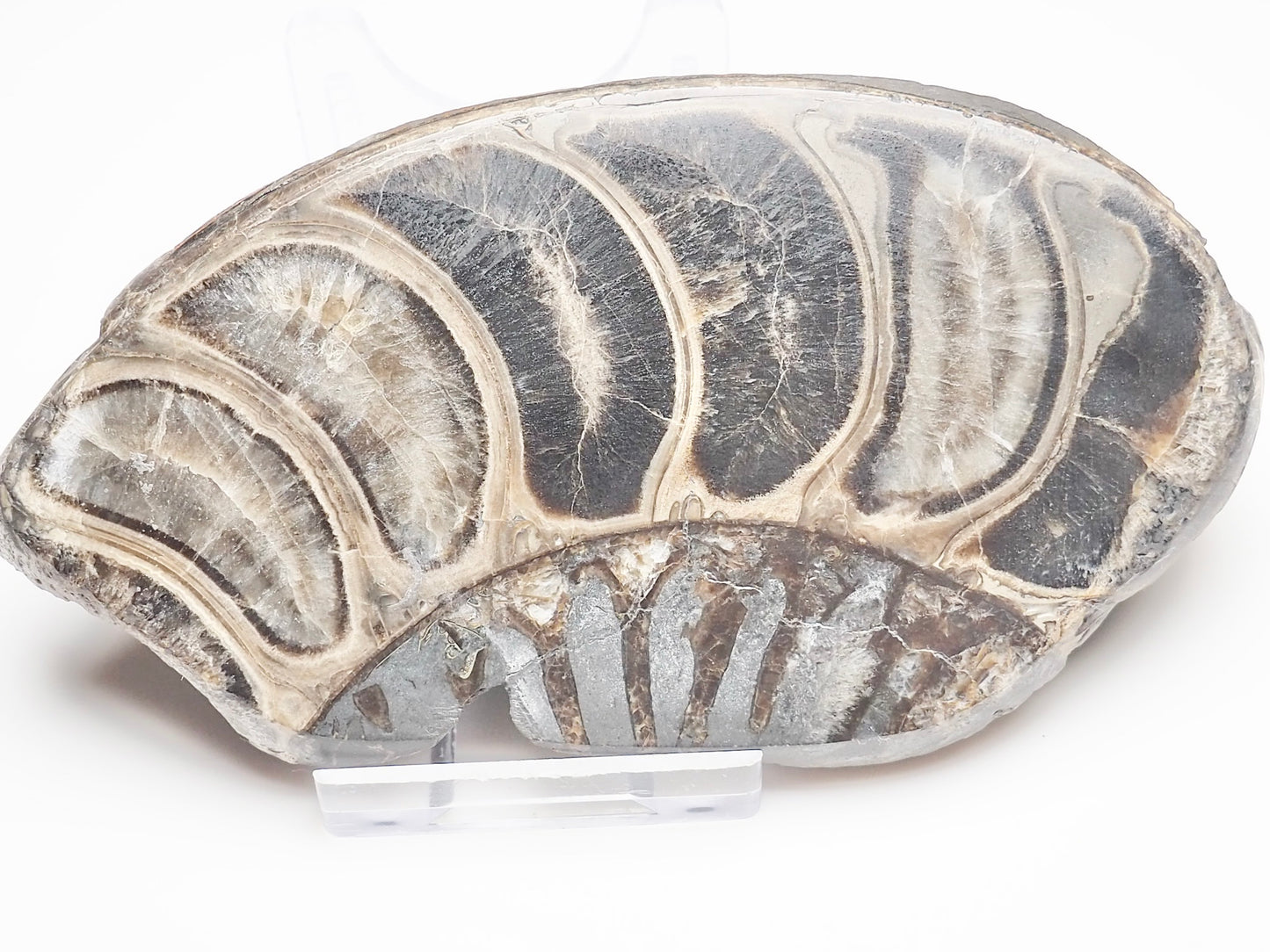 Cut & Polished Ammonite Whorl