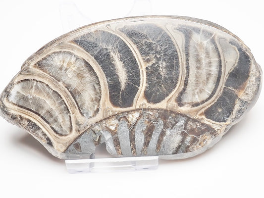 Cut & Polished Ammonite Whorl