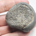 Ichthyosaur Paddle Digit