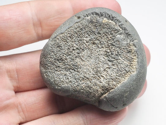 Ichthyosaur Paddle Digit