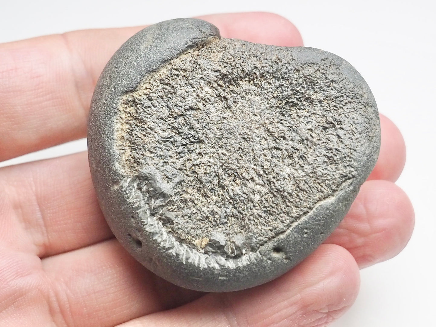 Ichthyosaur Paddle Digit