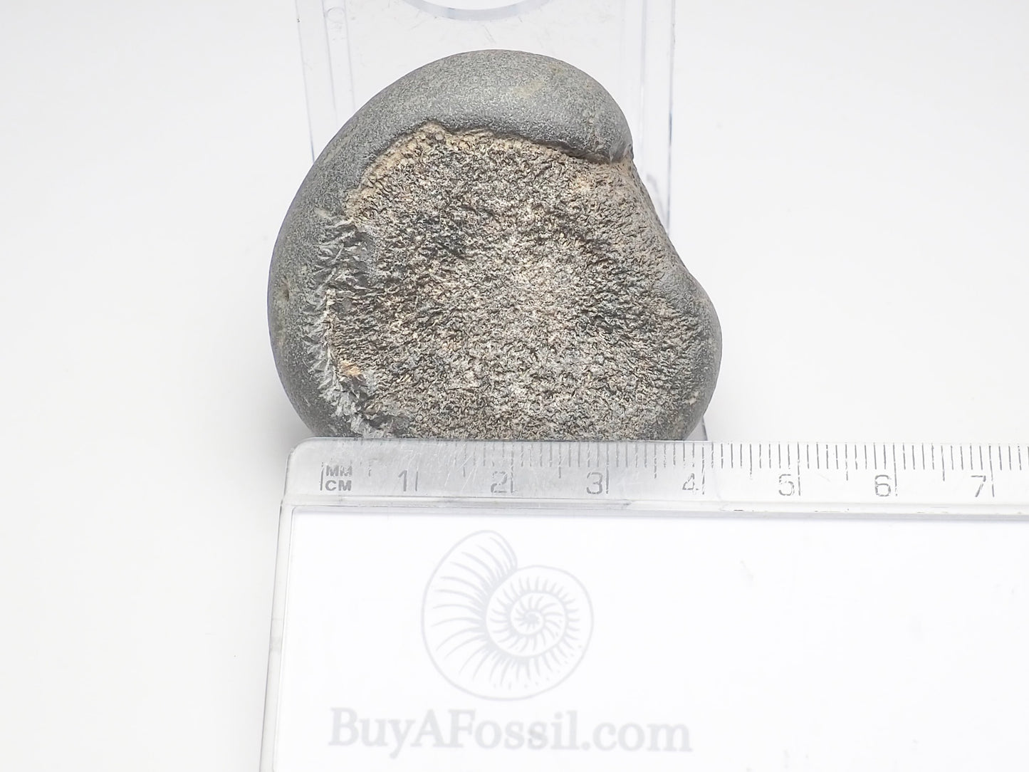 Ichthyosaur Paddle Digit