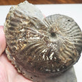 Pseudolioceras Ammonite Fossil – Whitby Yorkshire Coast – Jurassic