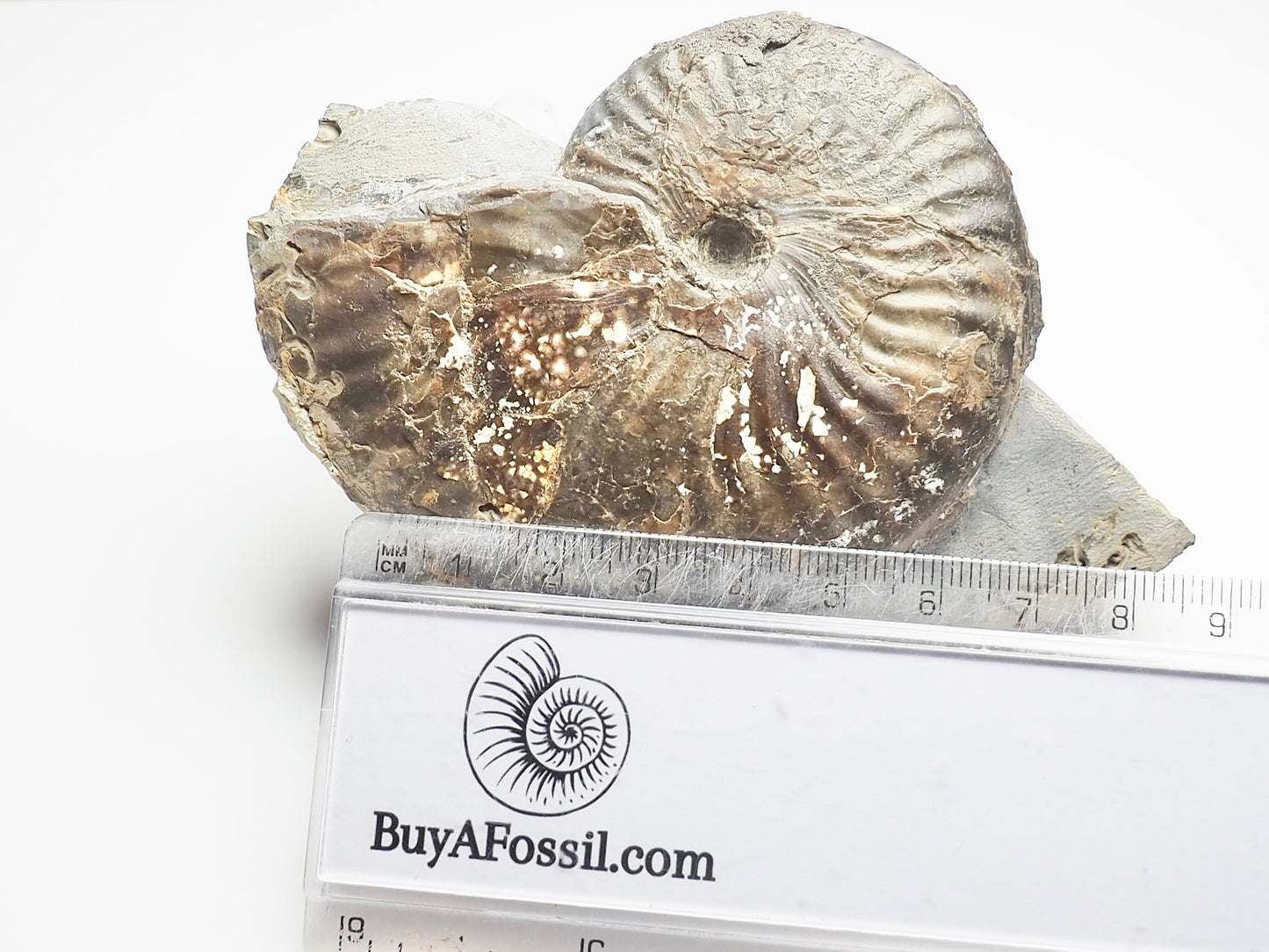 Pseudolioceras lythense