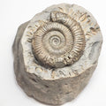 Dactylioceras Ammonite Fossil – Whitby Yorkshire Coast – Jurassic