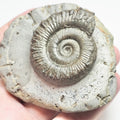 Peronoceras