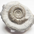 Dactylioceras Semicelatum Ammonite Fossil – Whitby Yorkshire Coast – Jurassic