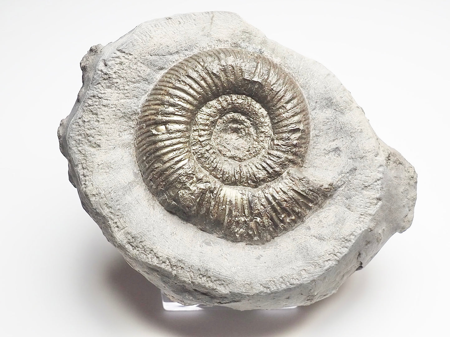 Dactylioceras Semicelatum