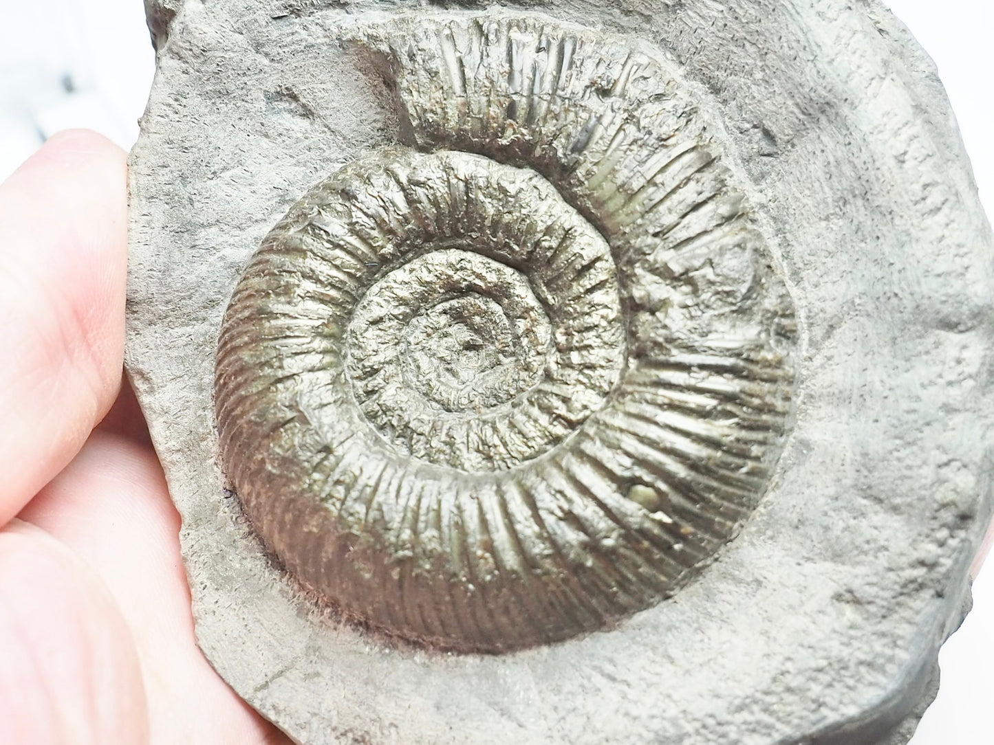 Dactylioceras Semicelatum