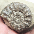 Eteoderoceras