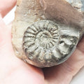 Pleuroceras Ammonite – Whitby Jurassic Fossil – Yorkshire Coast